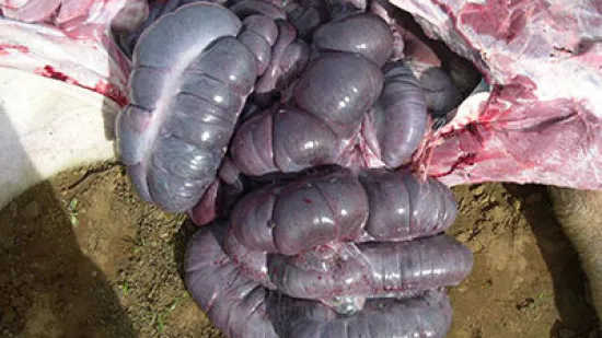 Semaine du 12-Nov-2025