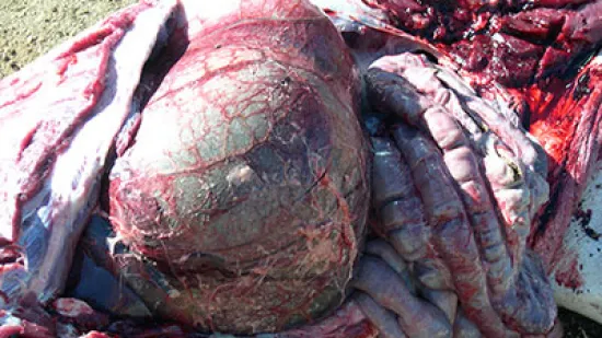 Semaine du 19-Nov-2025