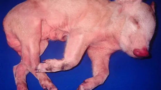 Semaine du 05-Nov-2025