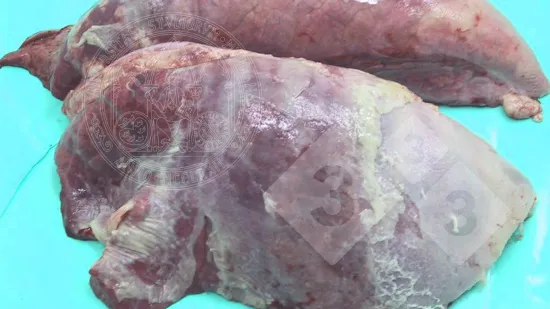 Semaine du 24-Sep-2025