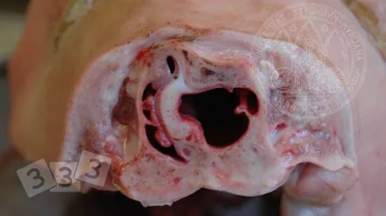 Semaine du 08-Oct-2025