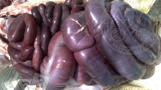 Semaine du 17-Déc-2025