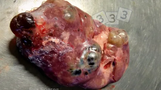 Semaine du 24-Déc-2025