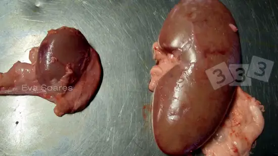 Semaine du 04-Fév-2026