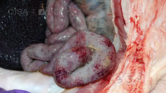 Semaine du 25-Fév-2026