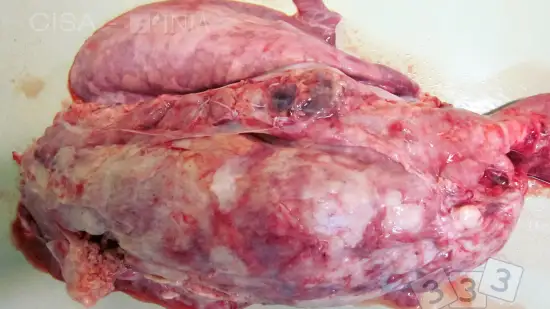 Semaine du 18-Fév-2026