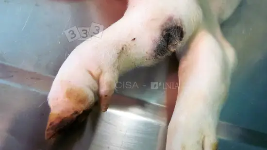 Semaine du 11-Fév-2026