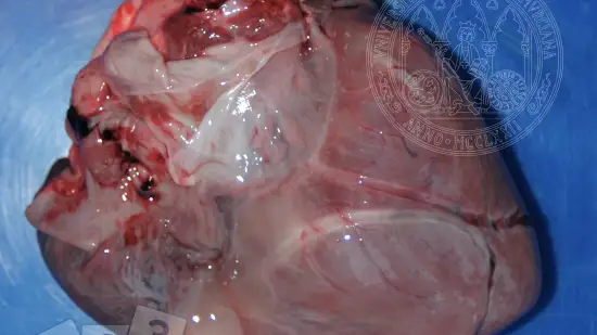 Semaine du 04-Mar-2026