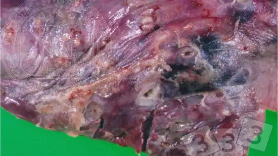 Semaine du 18-Mar-2026