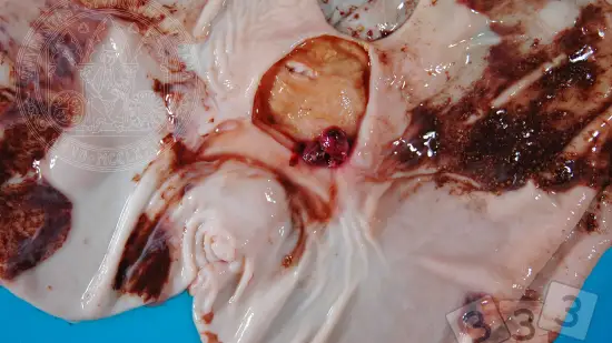 Semaine du 25-Mar-2026