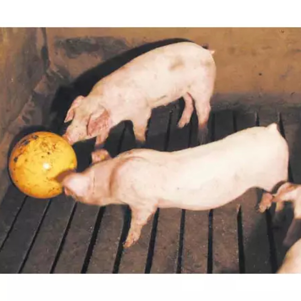 Zabawka prosiaczek, piłka 30 cm